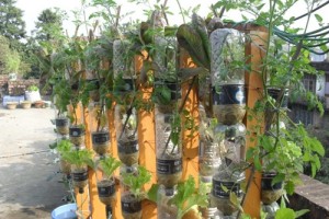 Aquaponics System For Your Home