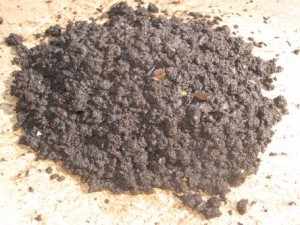Worm Compost Is Black Gold 300x225 The Complete Resource For Alternative Natural Solutions