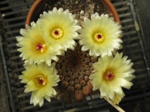 cactus2 300x225 The Complete Resource For Alternative Natural Solutions