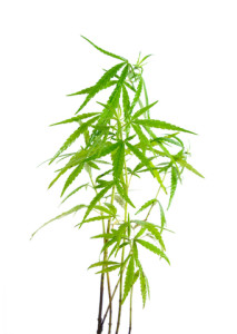 How To Stop Smoking Weed