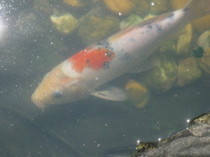  My Koi