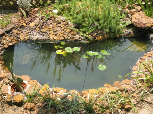 My Completed Water Garden