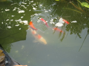 My Fish At Feeding Time