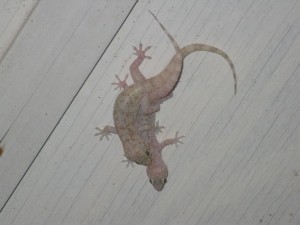 Mediterranean House Geckos Breeding 300x225 Mediterranean House Geckos Discovered In Evergreen Alabama