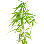 A-New-Twist-On-Juicing-For-Health-Cannabis-150x150