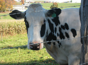 Inhumane-Treatment-Of-Cows-Dairy-Cow-Abuse-300x224