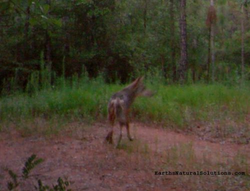 Coyotes In Alabama