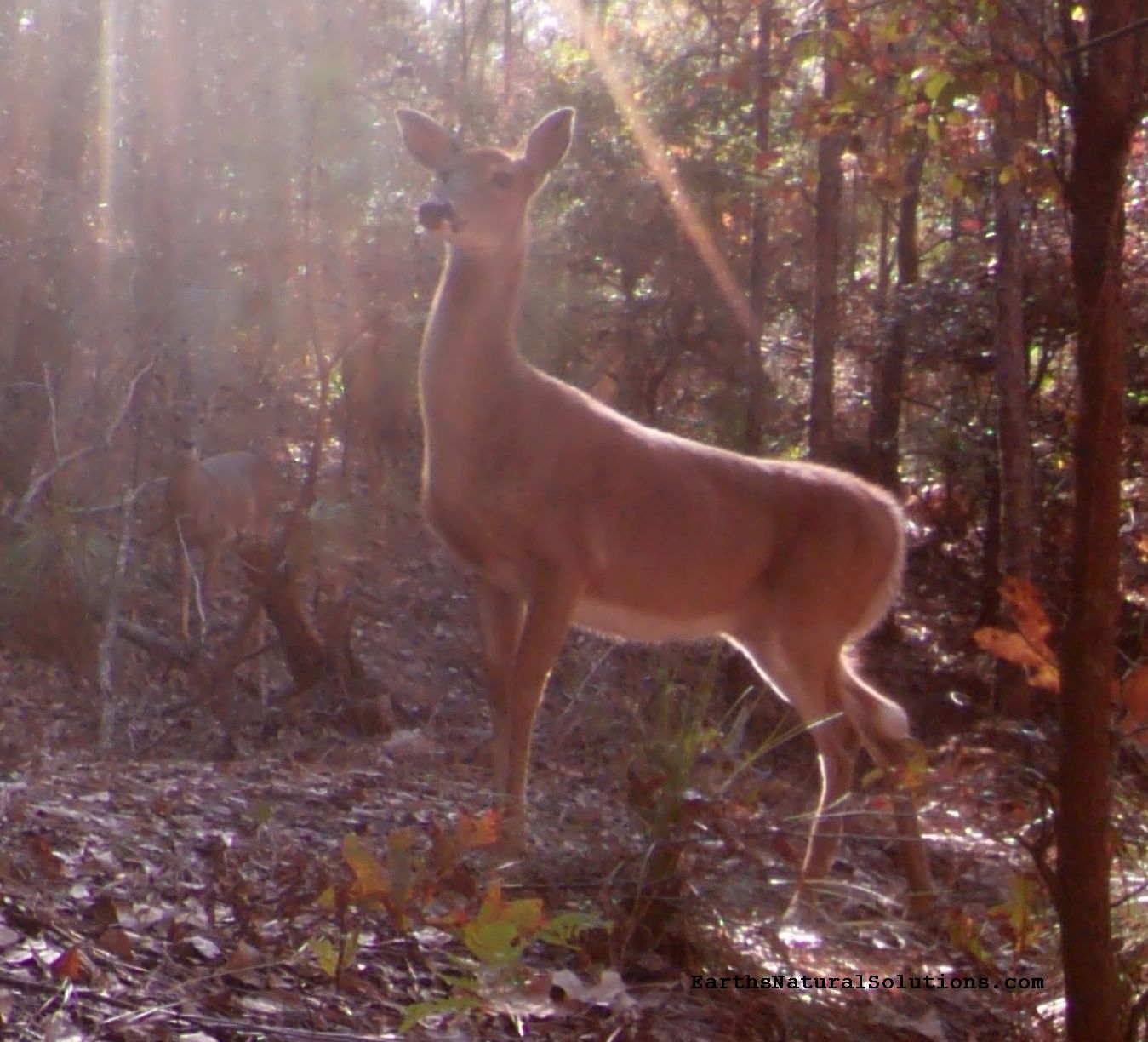 deer-pic11