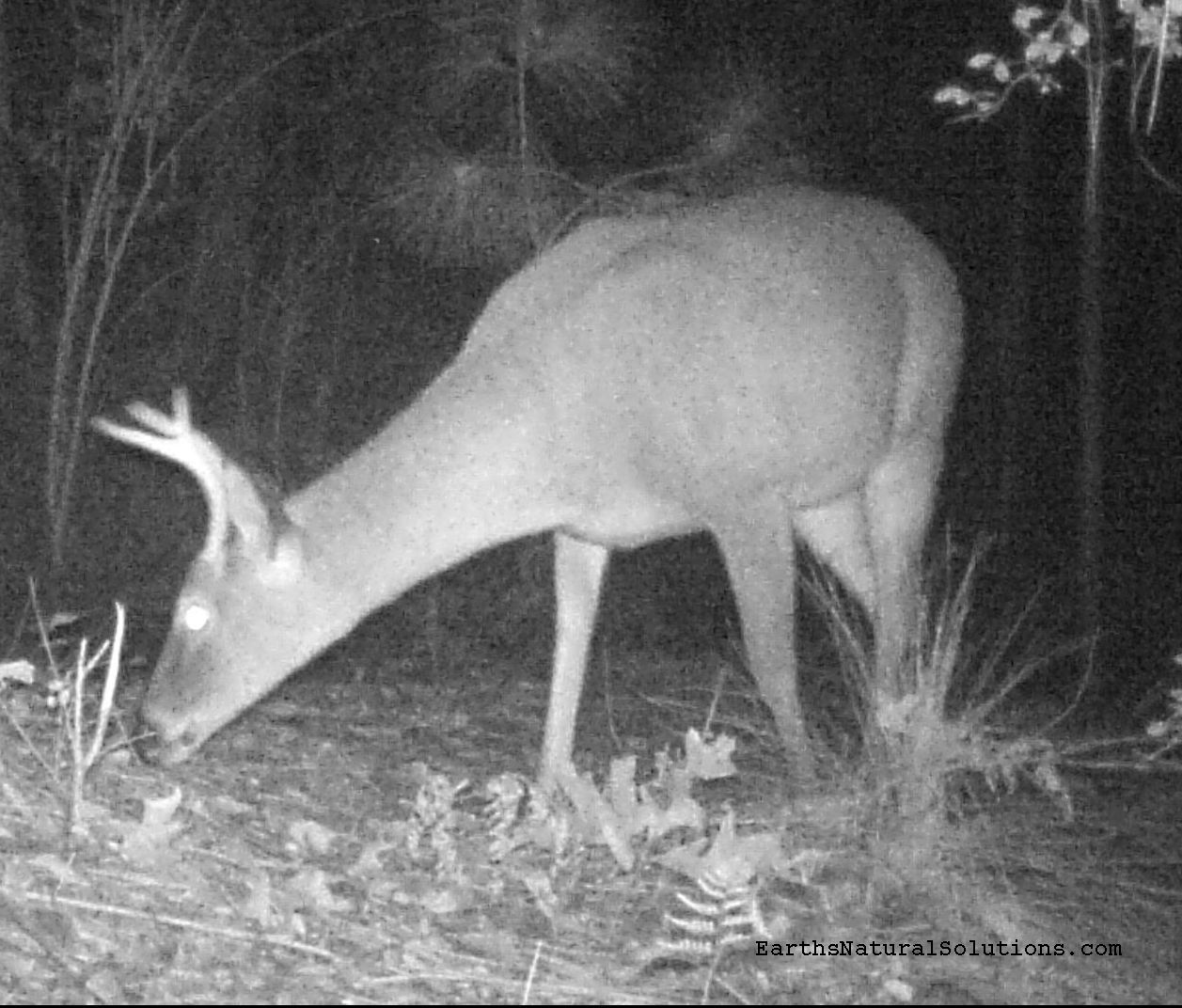 deer_pic21