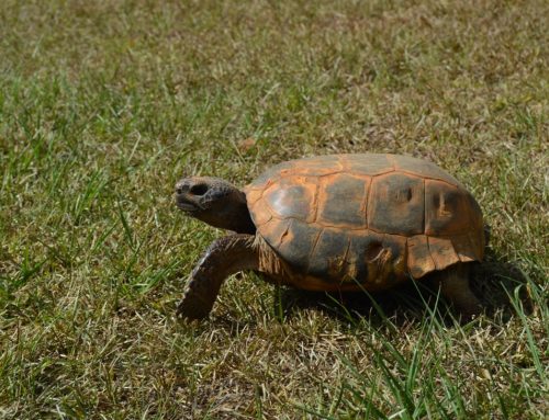 Gopher Tortoise In Alabama