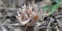 Crown Tipped Coral Mushroom