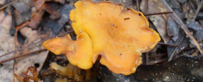Golden Chanterelle Mushroom