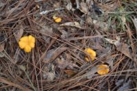 Golden Chanterelle Mushroom