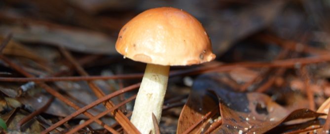 Mushroom Hunting In South Alabama