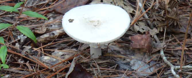 Mushroom Hunting In South Alabama