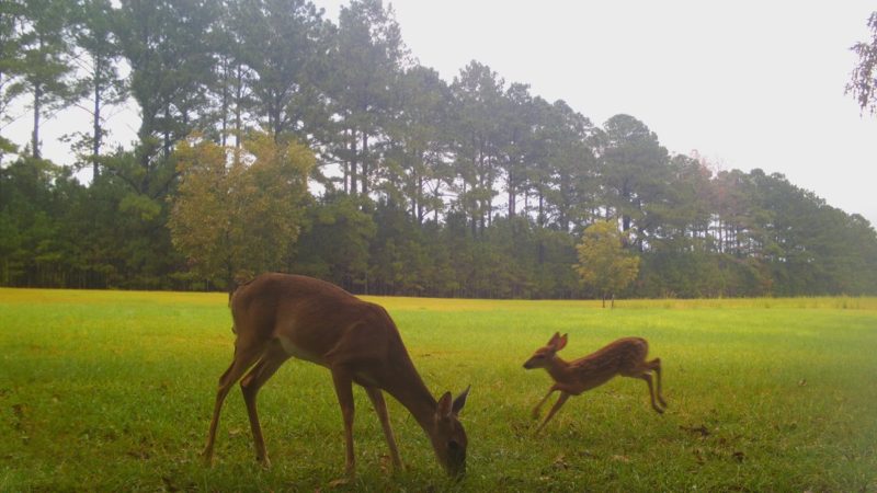 Spotted Fawn Deer Running To Mama