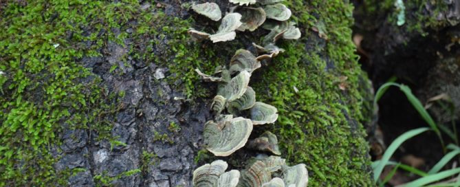 Violet Toothed Polypore