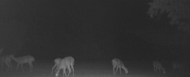 Whitetail Deer Herd In South Alabama