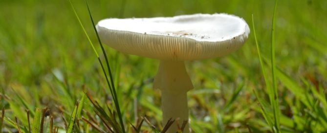 Gilled Mushrooms Of Southern Alabama