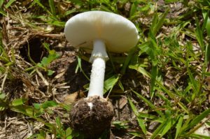 Gilled Mushroom Identification