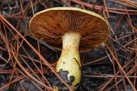 Gilled Mushrooms Of Southern Alabama