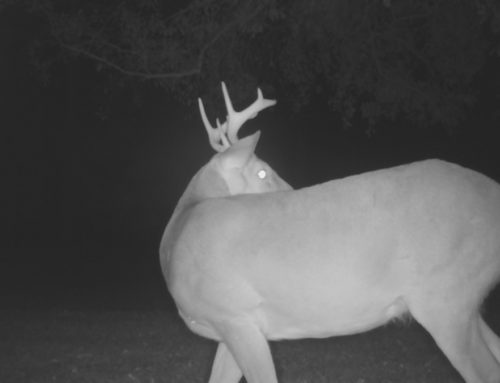 8 Point Whitetail Deer Video-Close up