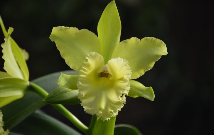 Prada Green Orchid