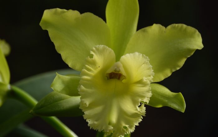 Prada Green Orchid
