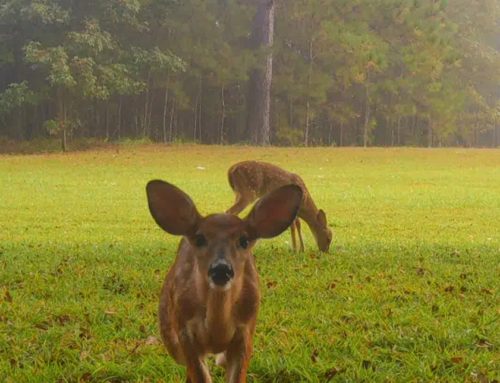 Spotted Fawn Deer Twins In South Alabama