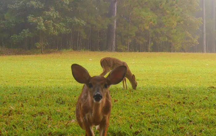 Spotted Fawn Deer Twins