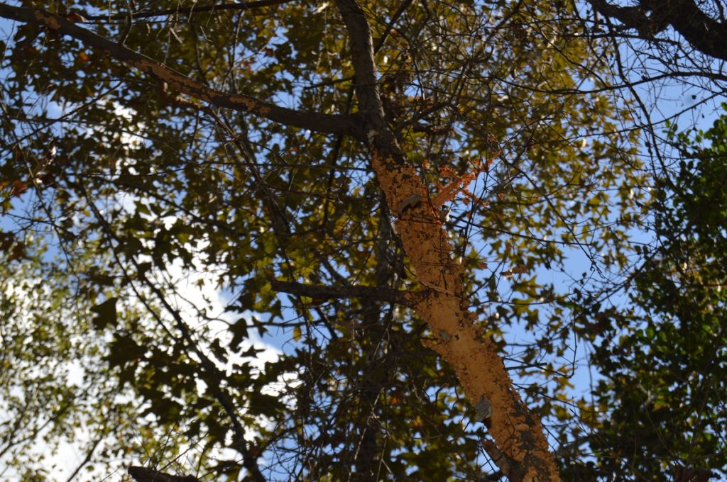 Tree Oddities South Alabama