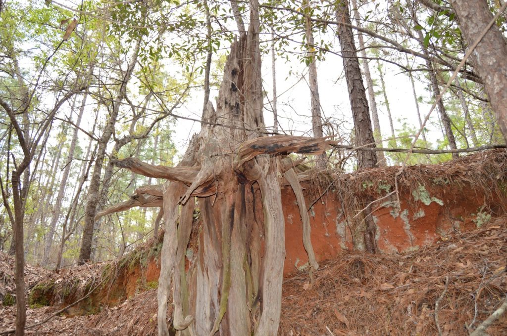Tree Oddities South Alabama