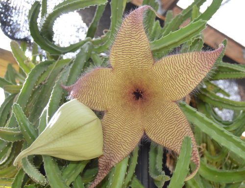 Stapelia gigantea – The Starfish Plant