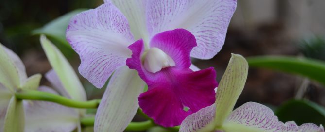 Lc. Christian Star Aloha Orchid