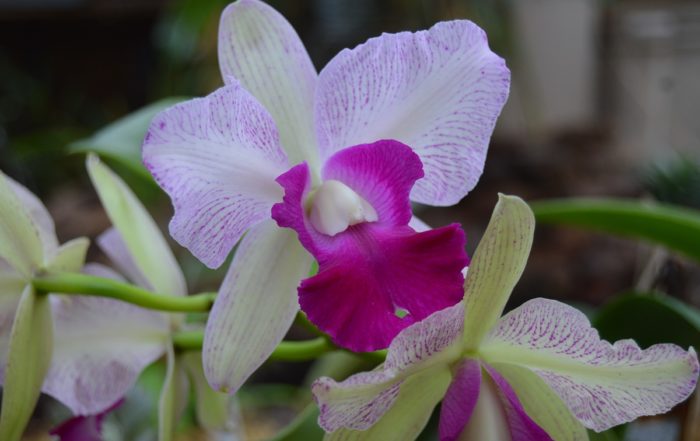 Lc. Christian Star Aloha Orchid
